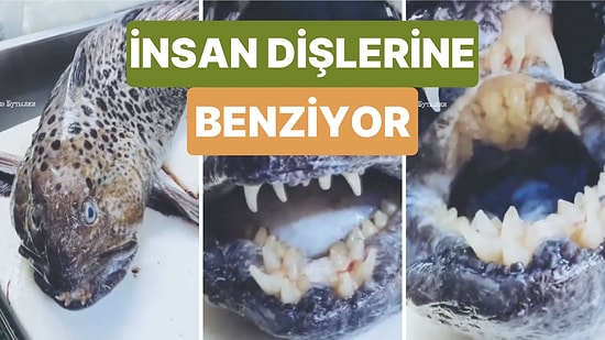 Bir Adam Yakaladığı Balığın Dişlerinin İnsan Dişlerine Benzediğini Görünce Çok Şaşırdı