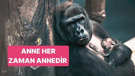 Chicago Hayvanat Bahçesi'nin Gelmiş Geçmiş En Kahraman Gorili: Binti Jua