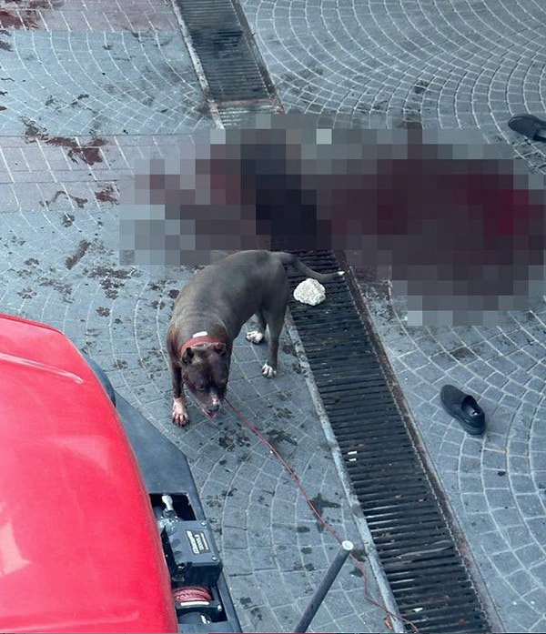 Bugün İstanbul'da yaşanan Pitbull dehşet de bu durumun ehemmiyetini bir kez daha gözler önüne serdi.