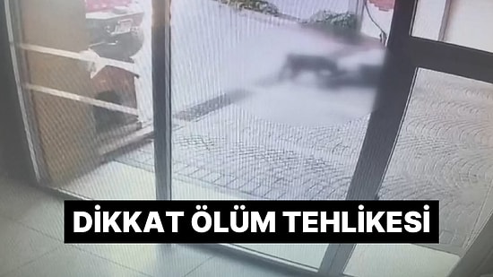 Dehşetin Görüntüsü Ortaya Çıktı: Köpeğin Sahibi Serbest Bırakıldı