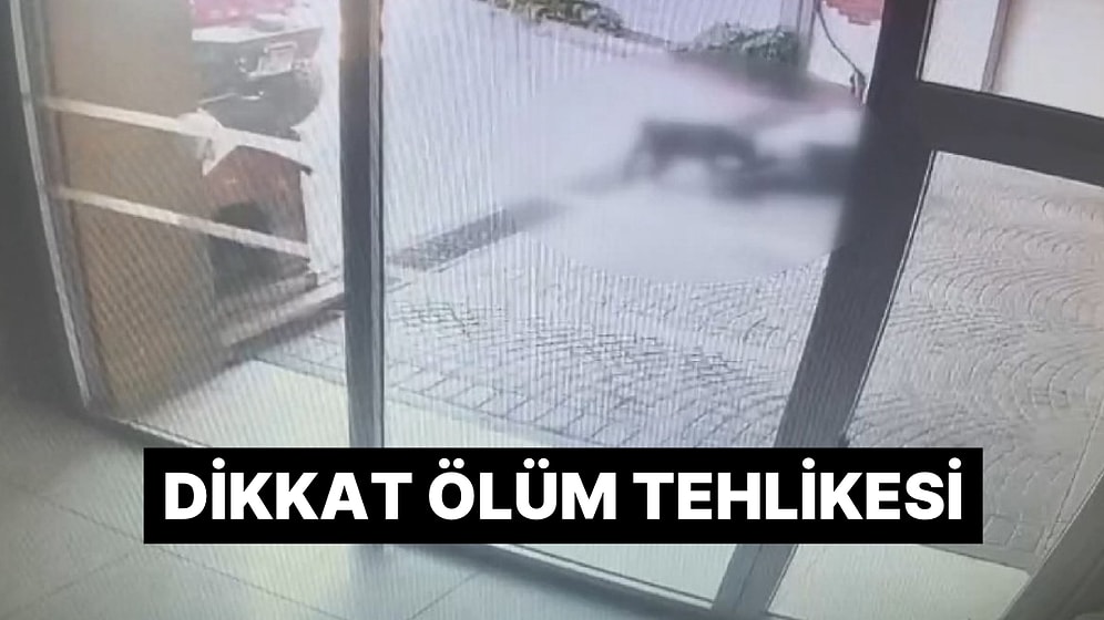 Dehşetin Görüntüsü Ortaya Çıktı: Köpeğin Sahibi Serbest Bırakıldı