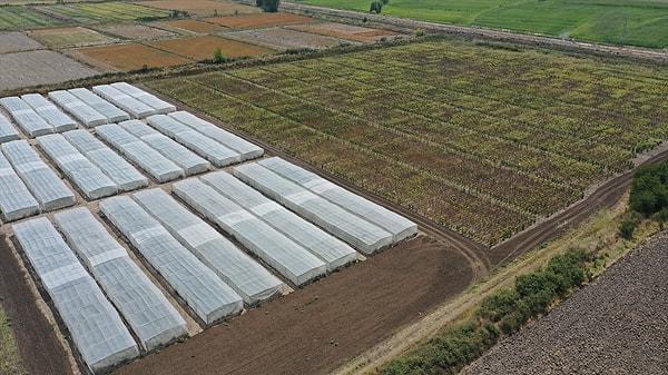 Trakya Agricultural Research Institute: Leading the Charge in Sunflower Evolution