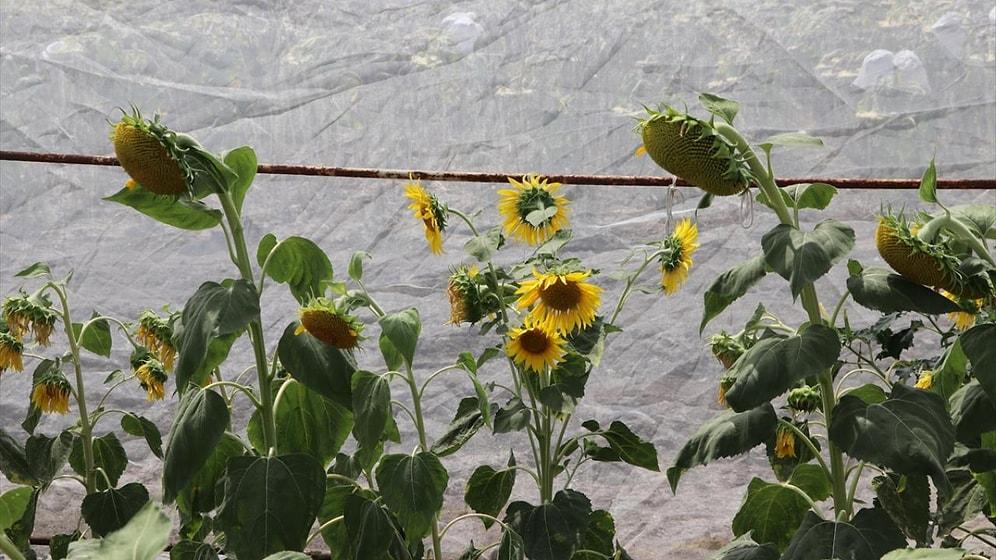 Türkiye's Pioneering Efforts: Drought-Resistant Sunflower Hybrids Emerge from Edirne
