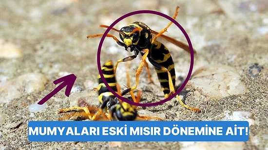 3 Bin Yıl Önce Kozaları İçinde Mumyalanan Arıların Hikayesi Tüylerinizi Diken Diken Edecek!