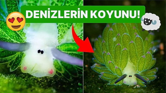 Gerçek Olduğuna İnanamayacağınız Denizlerin En Tatlı Canlısı: Deniz Koyunu