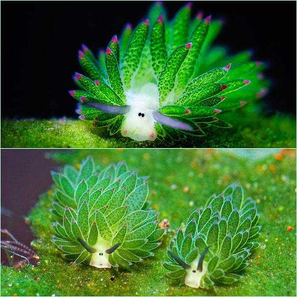 Yaprak sümüklüböcek veya tuzlu okyanus tırtılı (Costasiella kuroshimae) olarak da bilinen bu canlılar, sıra dışı görünümleri ile koyunları andırıyorlar.