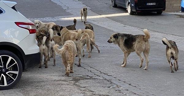 Türkiye'de son dönemde sahipsiz hayvan sorunu medyada kendine oldukça yer bulmaya başladı.