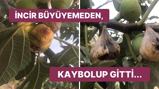 Küresel Isınma Nedeniyle Ülkemizde Tarımın Geldiği Durum Sonunda Korktuğumuzu Başımıza Getirdi!