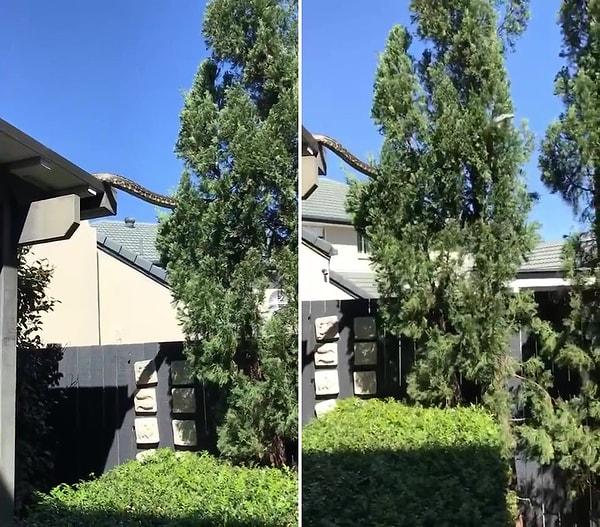 Avustralya ve çevresinde yaşayan ve halı pitonu olarak bilinen Morelia spilota, bir evin çatısından ağaca geçerken görüntülendi.