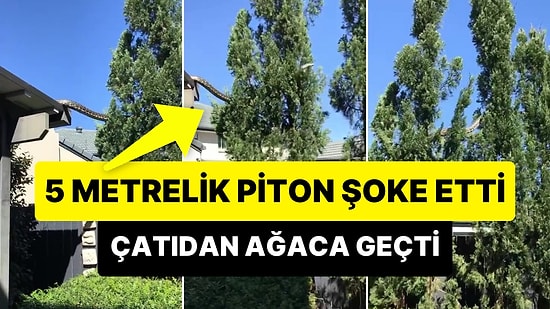 Bir Evin Çatısından Ağaca Geçen 5 Metre Uzunluğundaki Pitonun Şoke Eden Görüntüleri
