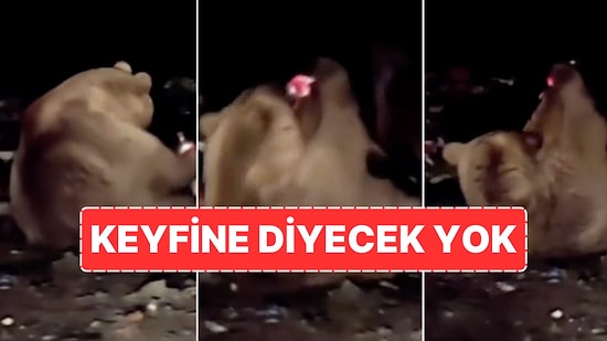 Çöplükte Bulduğu Gazlı İçeceği Yatarak İçen Boz Ayı Görenleri Güldürdü