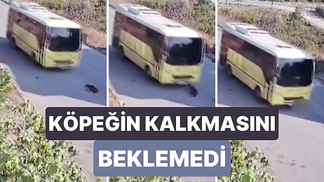 Bir Otobüs Şoförü Yolda Yatan Köpeğe Önce Korna Çaldı, Köpek Yerinden Kalkmayınca Üzerinden Geçti