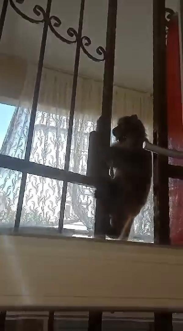Maymunu görenler korkup kaçarken, dört katlı binanın ikinci katına kadar tırmanan maymunun, balkondan evin içine girerek evi dağıttığı anlar ev sahibi tarafından cep telefonu kamerası ile kaydedildi.