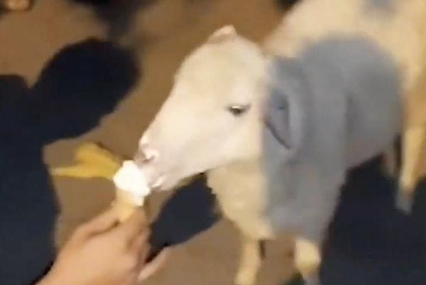 Bir vatandaş dondurmasını bir keçi ve kuzuyla paylaştı.