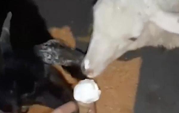 Keçi ve kuzu dondurmayı büyük bir iştahla yedi.