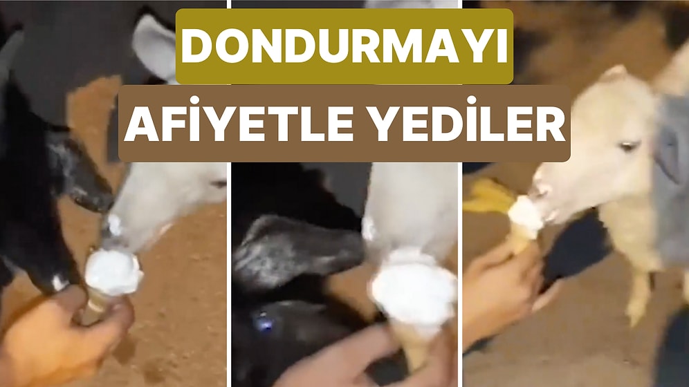 Dondurmasını Hayvan Dostları Keçi ve Kuzuyla Paylaşan Vatandaş