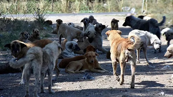 Türkiye son yıllarda, sokaklarda yaşayan köpekler en büyük tartışma konularından biri.