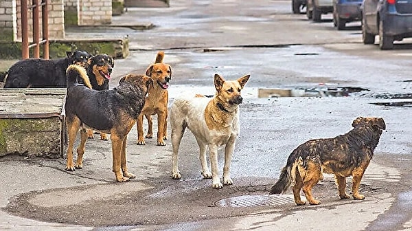 Toplumun bir bölümü sokakta yaşayan köpeklerin saldırganlaştığını ve başta çocuklar olmak üzere topluma risk teşkil ettiğini savunuyor ve uyutulmalarını istiyor.