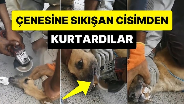 Çenesine Sert ve Dairesel Bir Cisim Sıkışan Köpeği Kurtaran Güzel İnsanlar