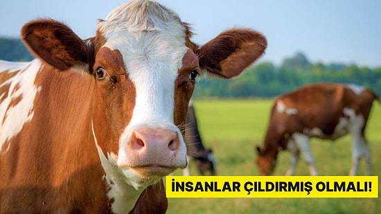 İngiltere'yi Ayağa Kaldıran Sapık: İneğe Tecavüz Etti