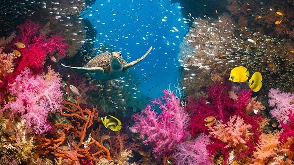 4. Balıklara yaşam alanı sunarken görüntüsüyle kendisine hayran bırakan mercan resifleri...
