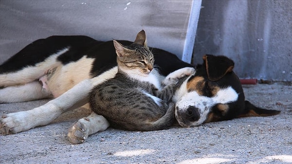 Kuruluşa göre beslenmede önemli olan, besin bileşenlerini doğru oranlarda yapısında bulunduran vegan kedi ve köpek mamalarını tercih etmek.