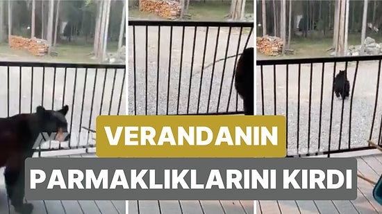 Bir Evin Verandasına Çıkan Ayı Ev Sahibinin Attığı Çığlıktan Ürküp Verandanın Parmaklıklarını Kırdı