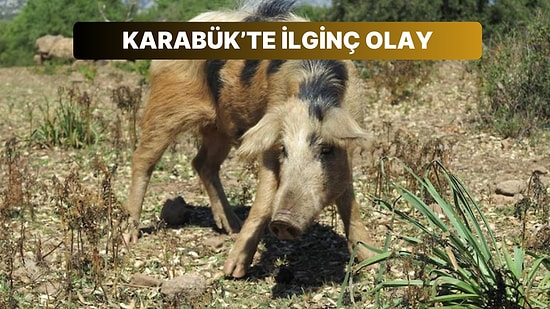 Domuz Zannettiği Akrabasını Tarlada Tüfekle Vurdu