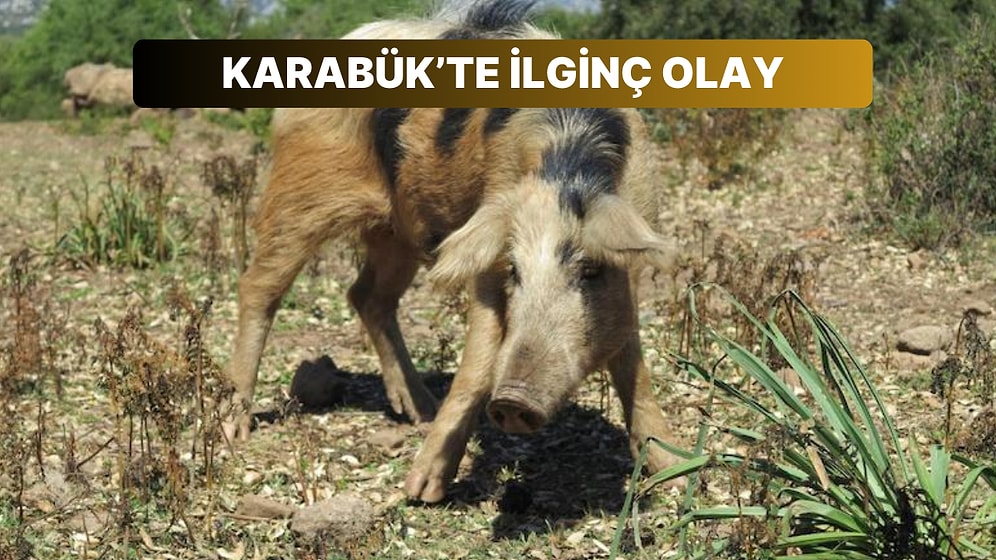 Domuz Zannettiği Akrabasını Tarlada Tüfekle Vurdu
