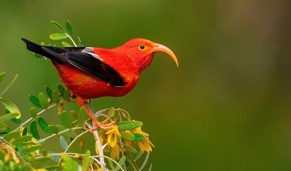 8. Hawaii birçok kuş türünü yok oluşa sürüklediği için nesli tükenmelerin başkenti olarak biliniyor. İnsanlar burada yaşamaya başladığından beri 142 kuş türünün 95'inin soyu tükendi.