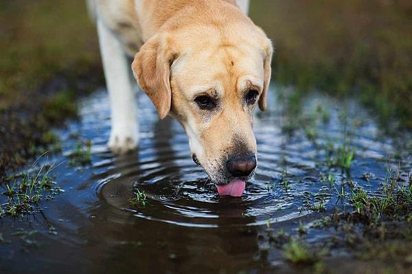 Su birikintilerinin evcil hayvanınız için ölümcül riski konusunda köpek sahiplerine acil uyarı yapıldı: 'Etrafa sıçramaları onları öldürebilir'.