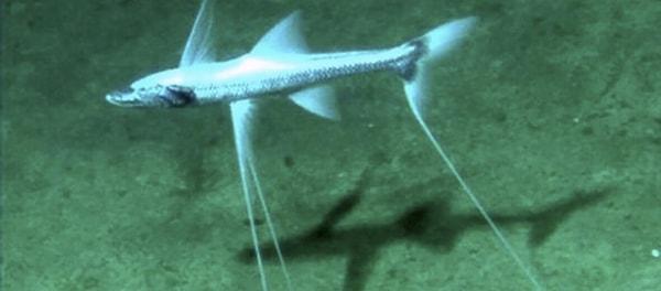 Okyanusların en derinliklerinde yaşayan bu balık türü, karanlık ve soğuk bölgelerinde yaşarlar.