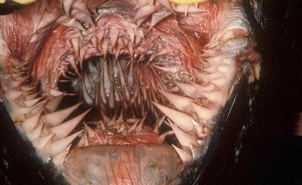 13. Deri sırtlı deniz kaplumbağasının ağzının içi.
