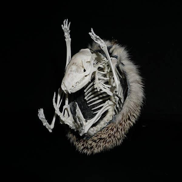 14. Ölen bir kirpinin iskeleti.