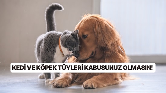 Evinizin Her Yerine Dağılan Tüylerle Başa Çıkamıyor musunuz? Evcil Hayvan Tüylerini Temizlemeniz İçin 7 İpucu