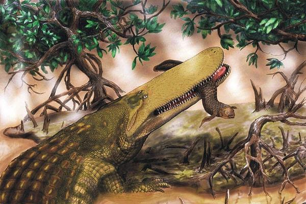 Günümüz timsahlarından 5 kat büyük crocodyliforms adındaki dinozorlara ev sahipliği yapan bu nehir de hiç güvenli değildi.