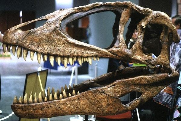 Bu bölgedeki en tehlikeli avcı ise Carcharodontosaurus saharicus olarak bilinen dinozordu.