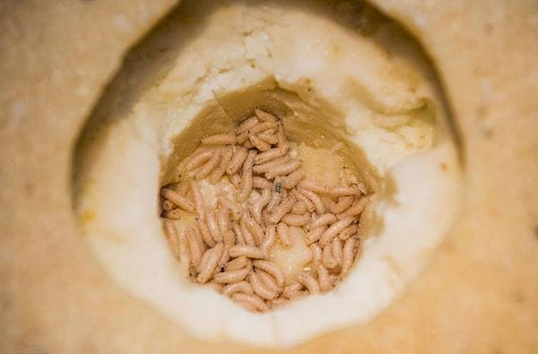 İtalya'dan canlı sinek larvalarının bulunduğu Casu Marzu isimli peynir,