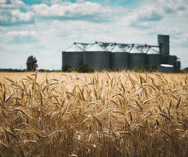 Ukrayna ve Rusya’nın savaş öncesinde dünyaya yaptığı tahıl ve yağlı tohum ile yemeklik yağ ihracatını da bilmek gerekiyor: