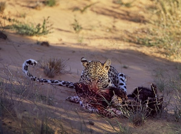 7. Tadı aslında hiç de bala benzemeyen bir bal porsuğunu mideye indiren leopar: