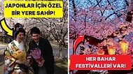Japonya'da İlkbahar'ın Sembolü Olan Kiraz Çiçeklerinin Tarihini Biliyor muydunuz?
