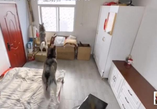 Kedi, sahipleri gelmeden kolinin içine saklanıyor ve köpeklerden biri camdan dışarı çıkıp diğer köpeğin çıkmasına izin vermeden camı geri kapatıyor.