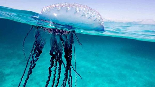 Birçok bireyin bir araya gelmesiyle oluşan bir koloniye ait olan bu canlı, ayrıca denizlerin en tehlikeli canlılarından biri.