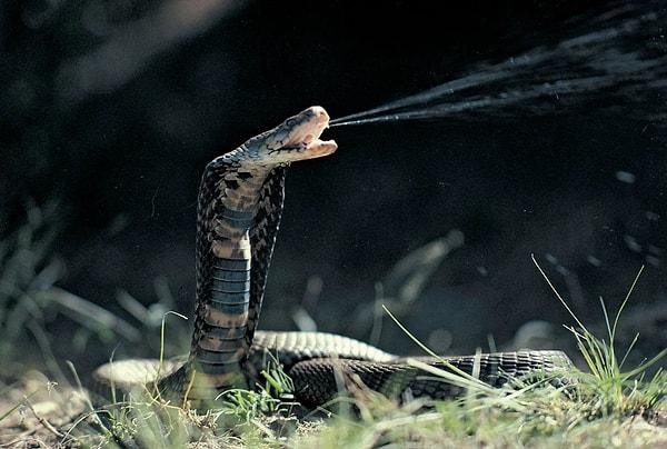 Ağzınızı kesinlikle yılan ısırıklarından uzak tutun!