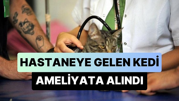 Hastaneye Gelen Kedinin Diyaframında Yırtık Olduğu Anlaşılınca Ameliyata Alındı