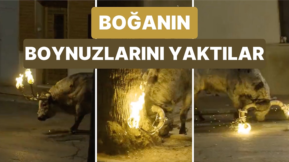 İspanya'nın Boğalarla Gerçekleştirilen Festivallerden Biri Yine Tepki Çekti! Boğanın Boynuzlarını Yaktılar