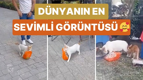 Bir Anne Kedi Yavrularını Besleyebilmek İçin Koca Bir Tavuğu Ağzında Yuvasına Kadar Taşıdı