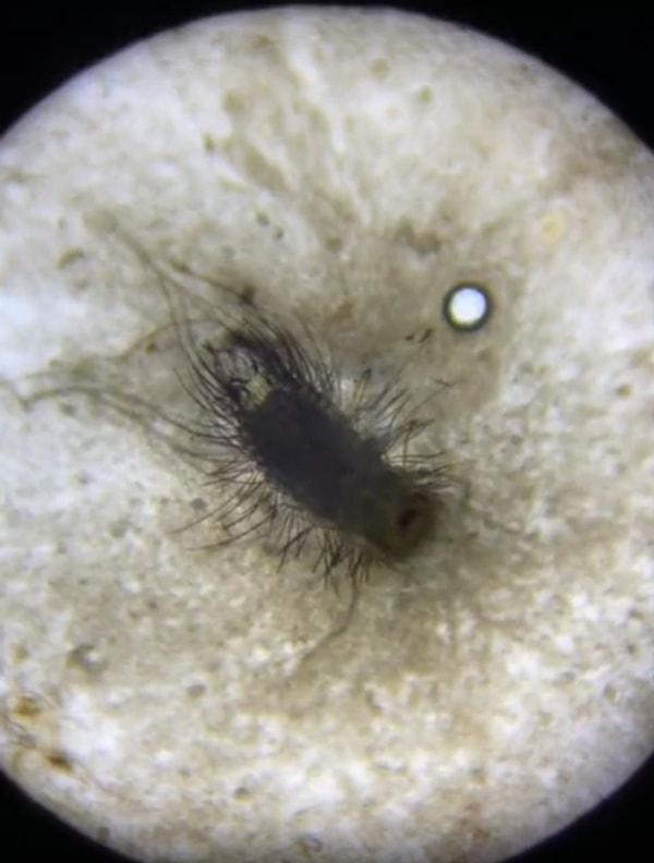 Sosyal medyada paylaşılan ve viral olan görüntülerde, bir midyenin mikroskop altındaki görüntüsü görülüyor.