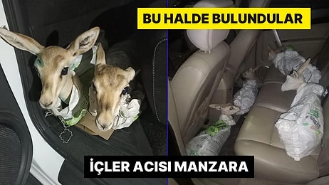 Çuvallara Sarılmış Halde 4 Yaralı Yavru Ceylan Bulundu! Görenler Şok Oldu: İşler Acısı Manzara