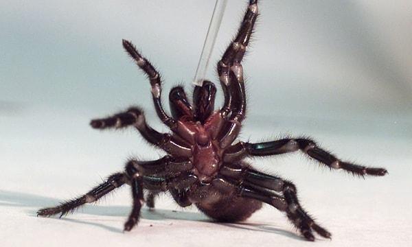 Keşfedilen örümcek Kraliçe Victoria Müzesi ve Sanat Galerisi’nde muhafaza altına alındı.